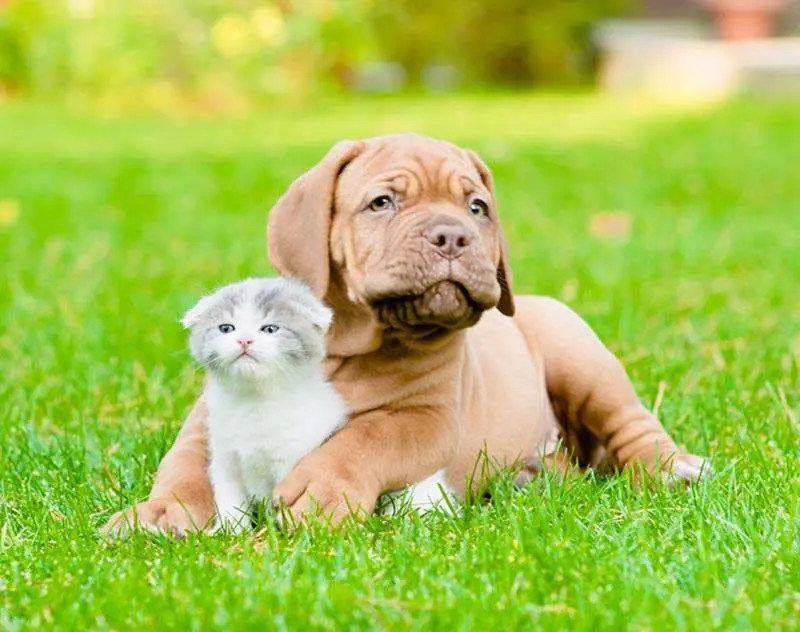 New veterinary clients welcomed at Boulevard Veterinary Hospital