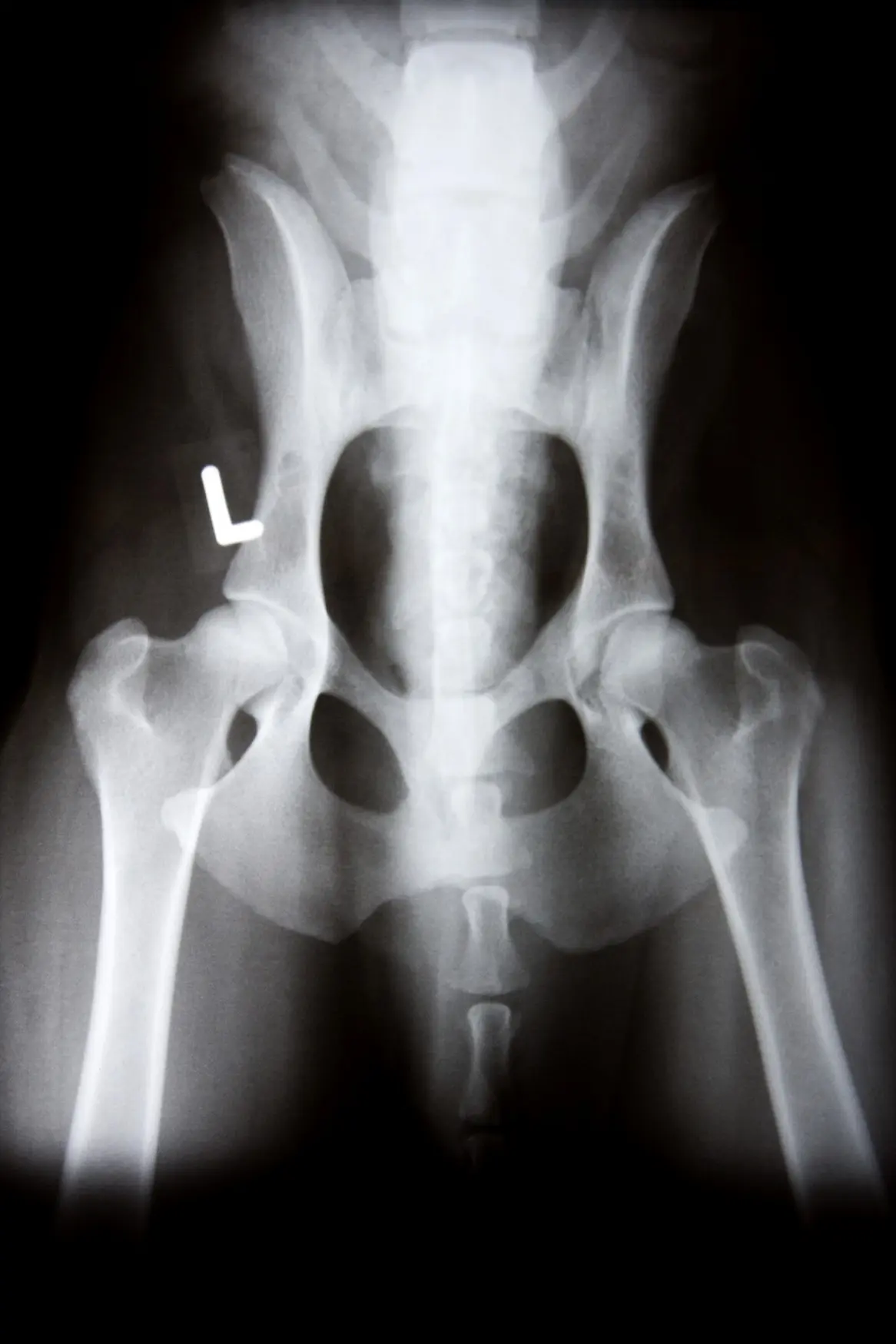 Pet Radiology Services