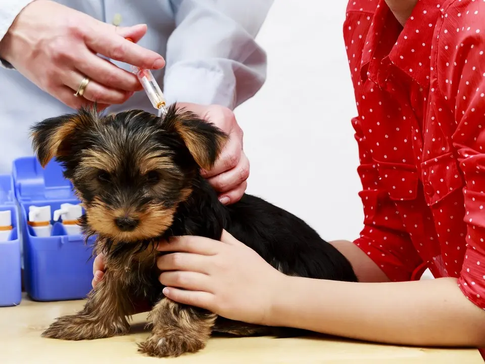 Canine Vaccination Services