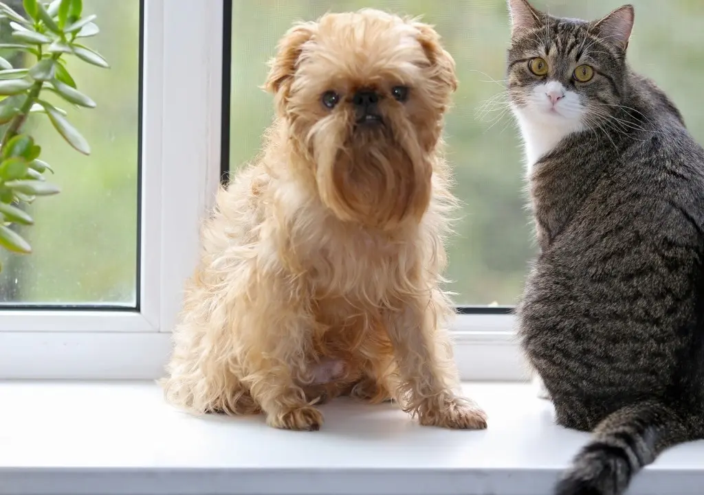 Pet Diagnostics Services
