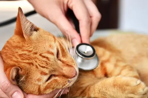 Veterinary team providing comprehensive pet care in Lancaster, California